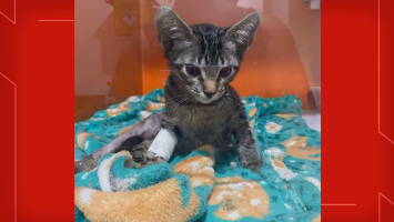 Psicólogo do DF é condenado a 9 anos de prisão por maltratar gatos em 'experimentos' 