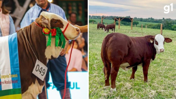 O que faz uma vaca custar mais de meio milhão de reais? Veja como é o animal que bateu preço recorde no RS